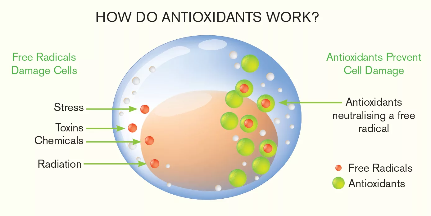 Illustration explaining How do Antioxidants work, showing the insides of a cell with Free Radicals and Antioxidants denoted with red and green dots respectively.